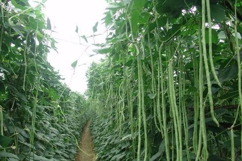 ���ǵ����������ʲô���Nֲ���Ǒ�ԓ���ʩ�ʣ�