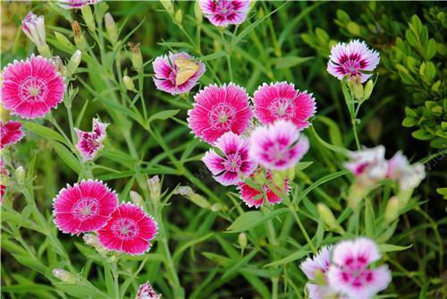 �Nֲʯ��ԓ��ʲô�r��ʩ������ԓ��ôʩ����