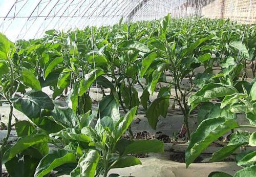 �����������ӑ�ԓ����ʩ����ӛס�@���c��