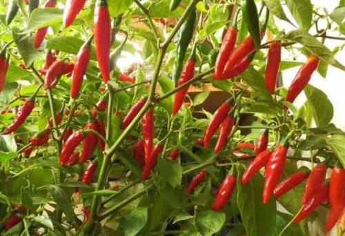 ������������c��ʲô���Nֲ������ԓ���ʩ�ʣ�