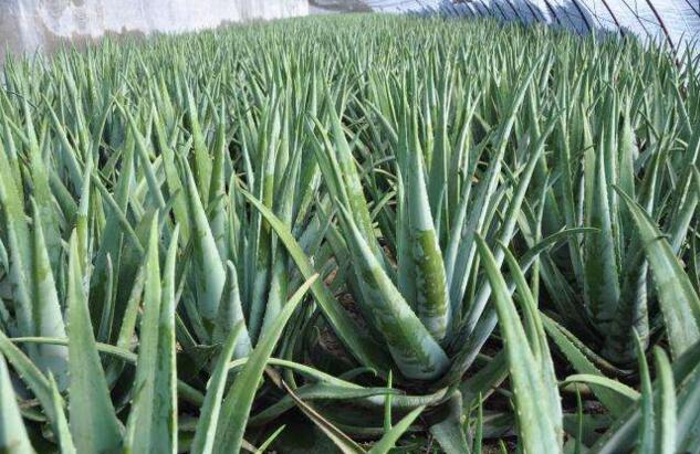 �Nֲ�J�C��ԓ���ʩ�ʣ���ԓ��ʲô�r��ʩ�ʣ�