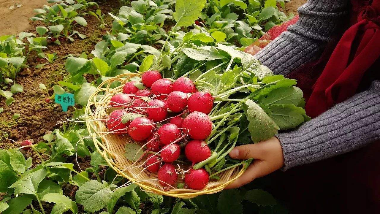 �����}����Ҫ�߮a��ԓ��ηNֲ�����ʩ�ʣ�