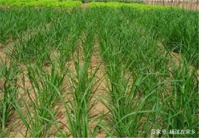 �²���Ҫ�߮a(ch��n)��(y��ng)ԓ���ʩ�ʣ��²˸߮a(ch��n)ʩ�ʼ��g(sh��)��