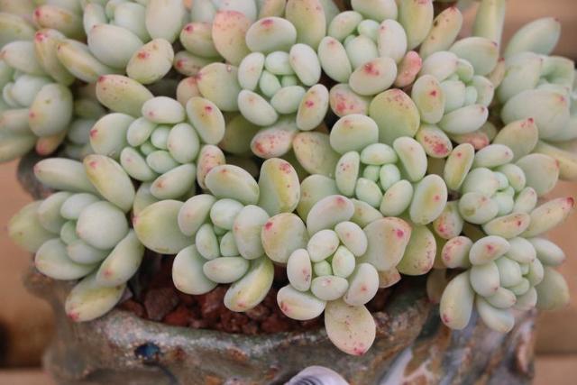 �B(y��ng)ֳ�����費��Ҫʩ�ʣ����֑�(y��ng)ԓ��ô����