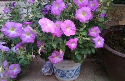 ����ţ�ڸ���(g��)�r(sh��)�ڑ�(y��ng)ԓ���ʩ�ʣ�����ţʩ�ʼ��g(sh��)��