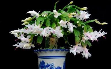 зצ�m��(y��ng)ԓ��ʲô�r(sh��)��ʩ�ʣ���(y��ng)ԓ��ôʩ��