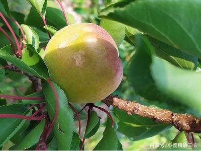 �Ә䑪ԓ������ࣿ�Nֲ�Ә䑪ԓ���ʩ�ʣ�