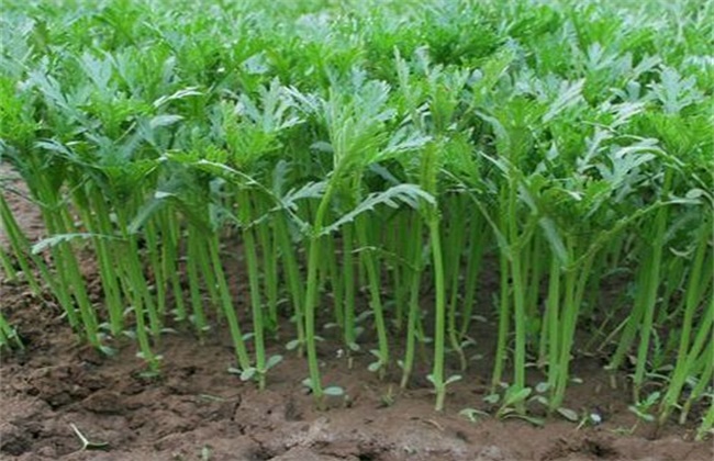 ��������(ji��)���ʑ�(y��ng)ԓ��α��ܣ���Ҫע��ʲô��