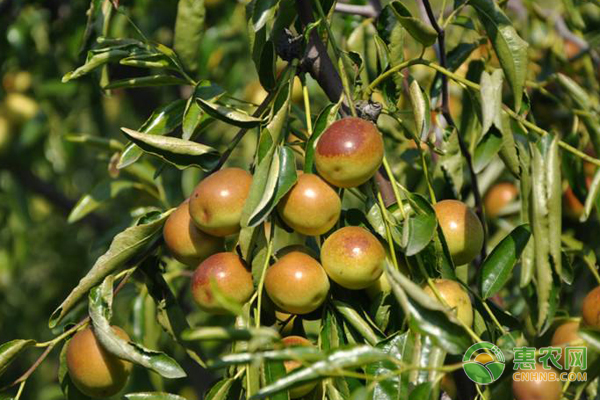 ����ʩ�ʑ�ԓ�x��ʲô��������ԓ��ôʩ��