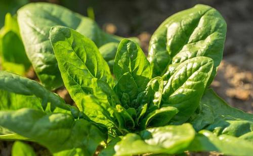 Խ�����ˑ�(y��ng)ԓ���ʩ�ʣ���ʲô���ɣ�