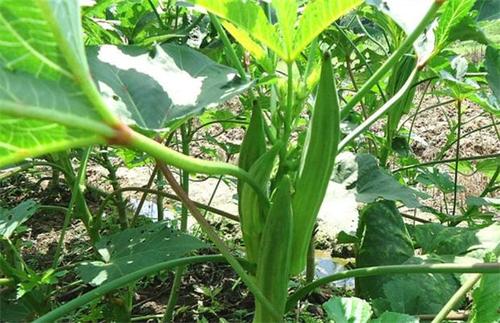 �Nֲ�����ԓ��ʲô�r��ʩ������ԓ��ôʩ��