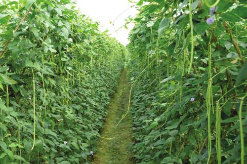 �����ĿƌWʩ�ʷ�����ʲô������ʩ�ʼ��g��