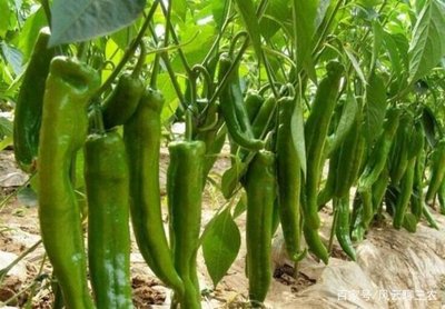 ˮ���S����ηNֲ��ˮ���S�ϵķNֲ����������