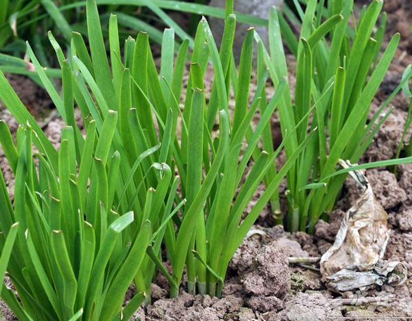 �������׷�ʩ�ô�����Щ�`�^����Ҫע��ʲô��