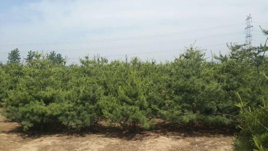 �Nֲ��Ƥ�ɑ�ԓʩʲô���ϣ�ʩ�ʕr��Ҫע��ʲô��