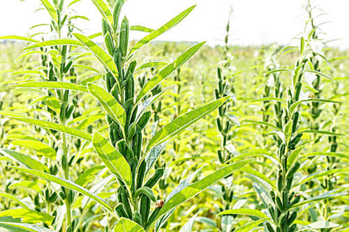 �Nֲ֥�鑪ԓ��ʲô�r��׷�ʣ���ԓ��ô׷��