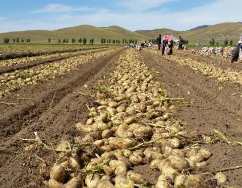 �����Nֲ�^(gu��)���Б�(y��ng)ԓ���ʩ�ʣ���Ҫע��ʲô