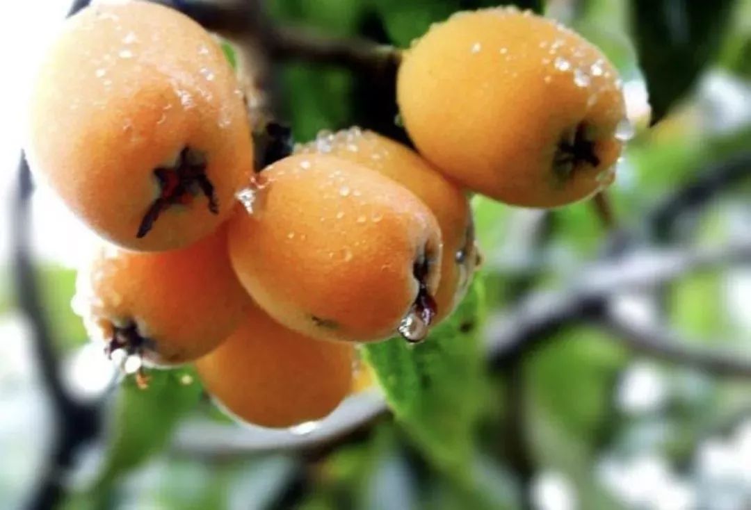 �Nֲ���ˑ�(y��ng)ԓ��ʲô�r��ʩ�ʣ���(y��ng)ԓ���ʩ�ʣ�