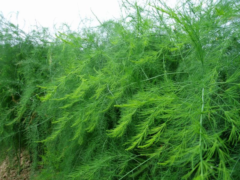 �J�S�瑪(y��ng)ԓʩʲô�ʣ���(y��ng)ԓ���ʩ�ʣ�