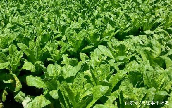 �Nֲ�n�đ�ԓ����ʩ�ʣ���Ҫע��ʲô��