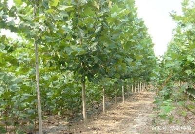 �Nֲ��ͩ��ԓ���ʩ�ʣ���Ҫע��ʲô��