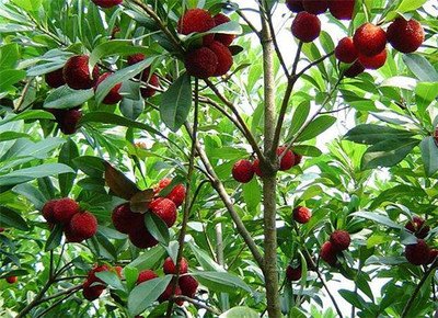 ��÷�䑪ԓ��ʲô�r��ʩ�ʣ���ԓ���ʩ�ʣ�