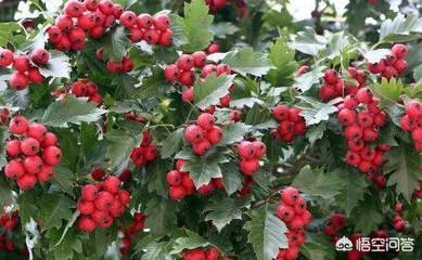 �Nֲɽ髑�ԓ���ʩ�ʣ�ʩ�ʕr��Ҫע��ʲô��