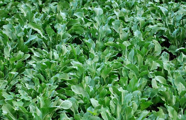 ��������(ji��)������ʑ�(y��ng)ԓ����ʩ�ã�ӛס�@���c(di��n)��