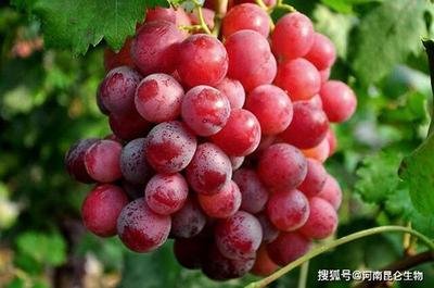 �������ص�������ʲô����ʲô���c��