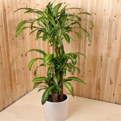 ����ľ��ԓ���ʩ�ʣ�����ľˮ�ʹ������g��