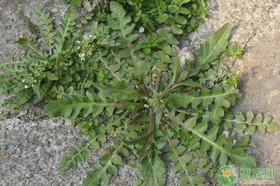 �����j��ԓ��ηNֲ�������j�˷Nֲ���g��