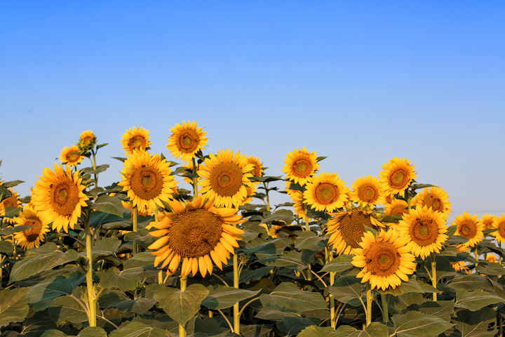 ���տ������Ҏ����ʲô����ԓ���ʩ�ʣ�