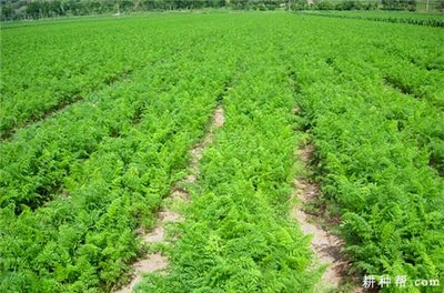 �Nֲ���}����(y��ng)ԓ���ʩ�ʣ���Ҫע��ʲô��