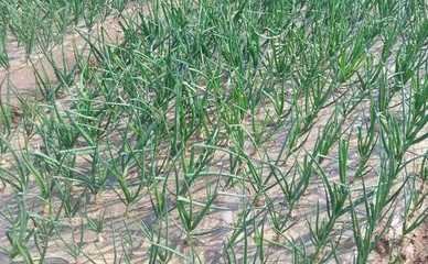 �Nֲ���[��(y��ng)ԓ���ʩ�ʣ���Ҫע��ʲô��