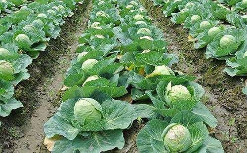 �Nֲ���{��(y��ng)ԓʩʲô�ʣ���(y��ng)ԓ���ʩ�ʣ�