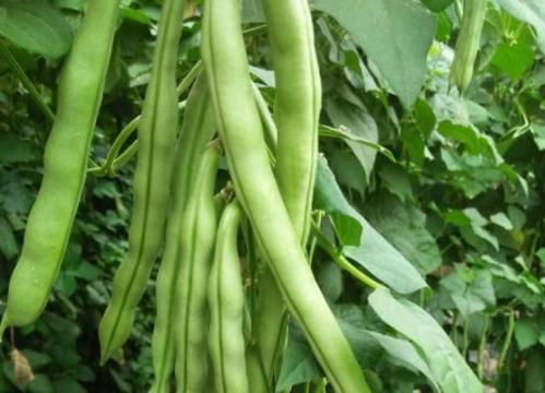 �Nֲ�|����(y��ng)ԓ���ʩ�ʣ��|��ʩ�ʼ��g(sh��)��