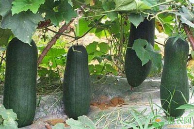 ���ϸ߮a(ch��n)��(y��ng)ԓ���ʩ�ʣ���Ҫע��ʲô��