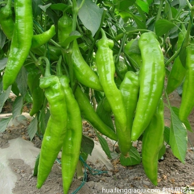 �Nֲ�ཷ��(y��ng)ԓ���ʩ�ʣ�ӛס�@���c��