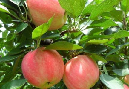 �紺�O������ô��ø߮a�߮a���A����Ҫ�a��ɶԪ�أ�