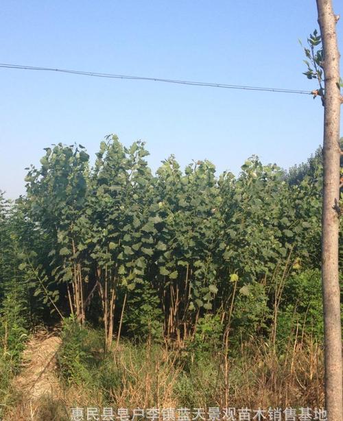 ������ľ��ԓ���ʩ�ʣ�ӛס�@���c��