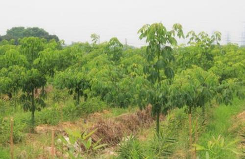 �����G����ľʩ����Ҫע��ʲô����(y��ng)ԓ��ô����