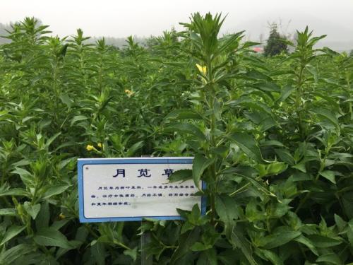 �����Nֲ��Щ��ˎ��ǰ���ã�