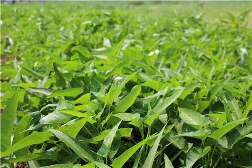 �Nֲ���Ĳˑ�ԓ���ʩ�ʣ����Ĳ˸߮aʩ�ʼ��g��