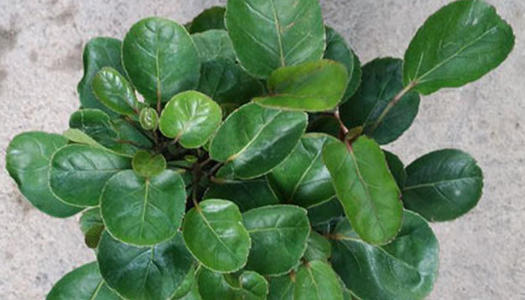 �Nֲ���X����ԓ���ʩ�ʣ�ӛס�@���c��