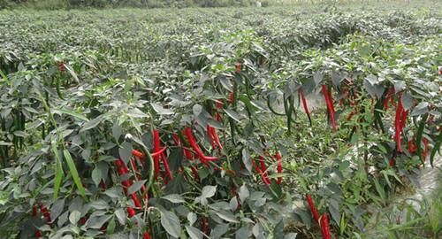 ������Ҫʩ��Щ�ʣ���(y��ng)ԓ���ʩ�ʣ�