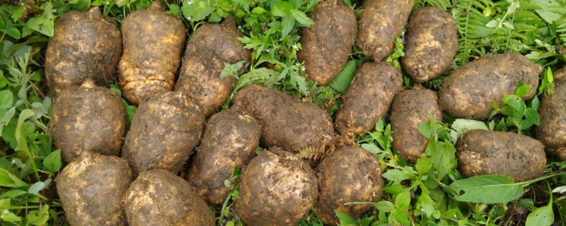 ħ����Ҫ�N�ĺÑ�ԓʩʲô���ϣ�ӛס�@���c��