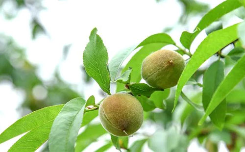 һ��֮Ӌ���ڴ����Ҙ�ʩ�����v����