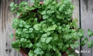 ���ԓ��ηNֲ������Щע�����(xi��ng)��