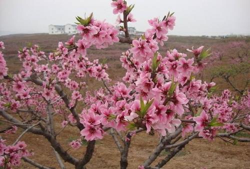 �Ҙ䴺��ʩ����Ҫע��ʲô��ӛס�@���c��