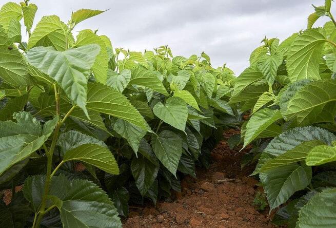 �Nֲɣ�䑪ԓ���ʩ�ʣ���Ҫע��ʲô��